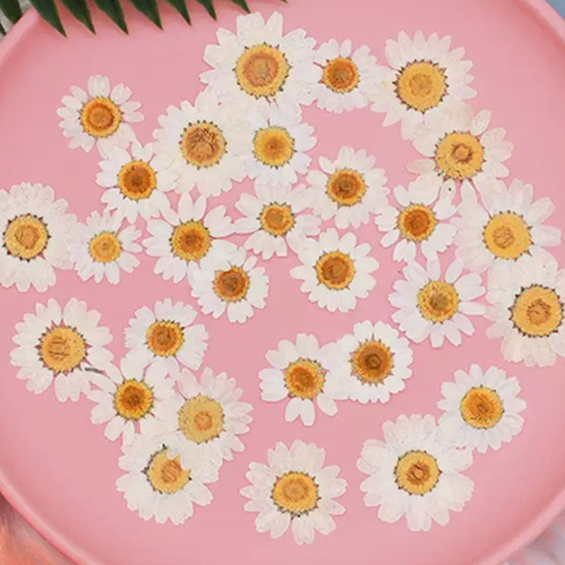 Resin Craft Ideas - ดอกเดซี่คริสตัลสีขาวธรรมชาติ 100 ชิ้น ตัวอย่างพืชดอกไม้แห้งแท้ ดอกไม้กดแห้ง ชุดวัสดุ