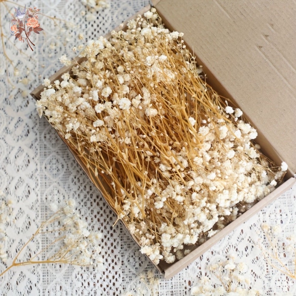 Resin Craft Ideas - ดอกยิปโซฟิล่าแห้งขนาดเล็ก 100 ชิ้น สำหรับงานประดิษฐ์เรซิน DIY ตกแต่งบ้าน