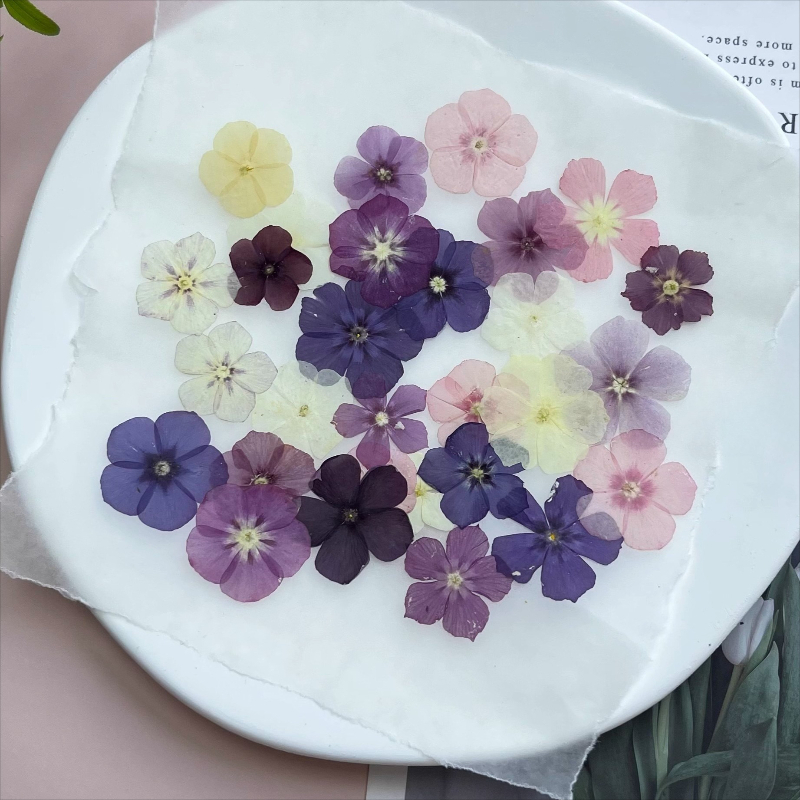 ดอกไม้แห้งอัดแบบกึ่งโปร่งแสง 1 - Resin Craft Ideas บทวิจารณ์และราคา