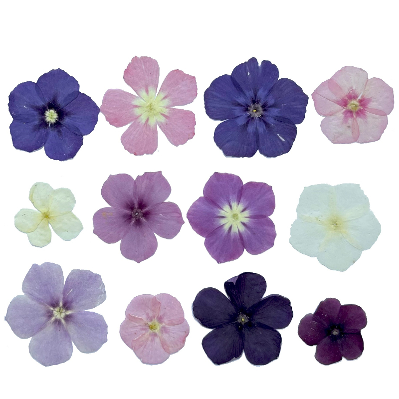 ดอกไม้แห้งอัดแบบกึ่งโปร่งแสง 1 - Resin Craft Ideas บทวิจารณ์และราคา